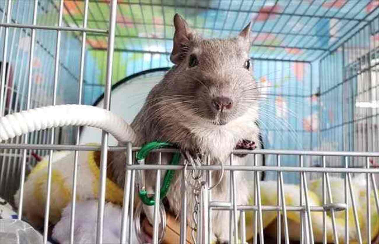 もしかしてデグーアレルギー！？かゆみとくしゃみの正体・原因 - デグーと暮らすライフスタイル【動物・ペットブログ】