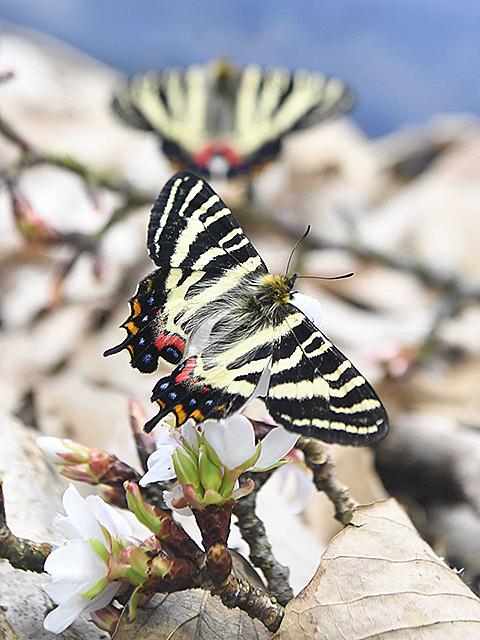 ナミアゲハとは 動植物の人気 最新記事を集めました はてな