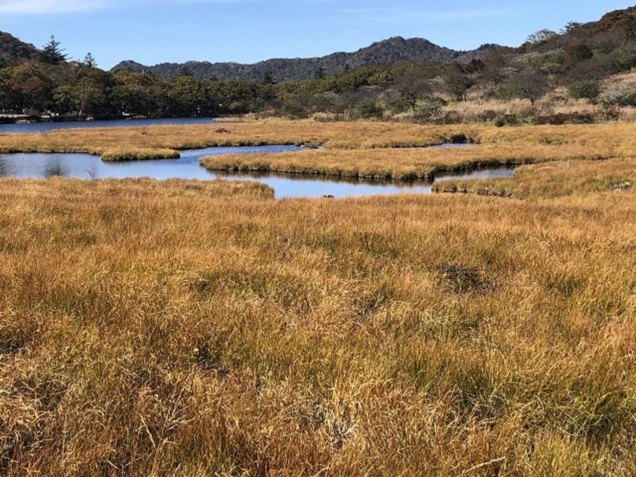 【中古】 播磨ハイキングを楽しむ 植物群生地、渓谷、城跡、低山、里山、公園をめぐる/牧歌舎/柴田泰典 低山ハイキング『鋸山』（長岡市）を楽しむ～♪: 八重咲日本