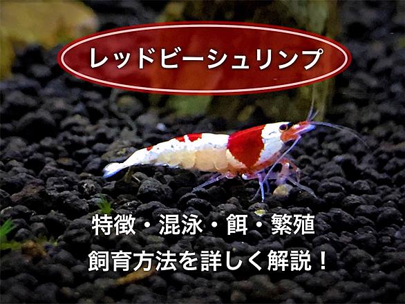 レッドビーシュリンプとは 動植物の人気 最新記事を集めました はてな