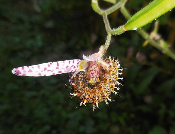 カタバミとは 動植物の人気 最新記事を集めました はてな