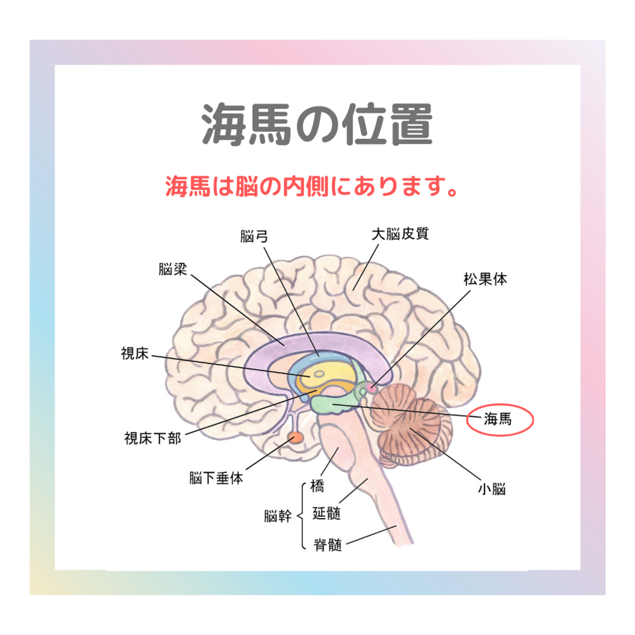 脳のお話 海馬の働き - ことリハのブログ