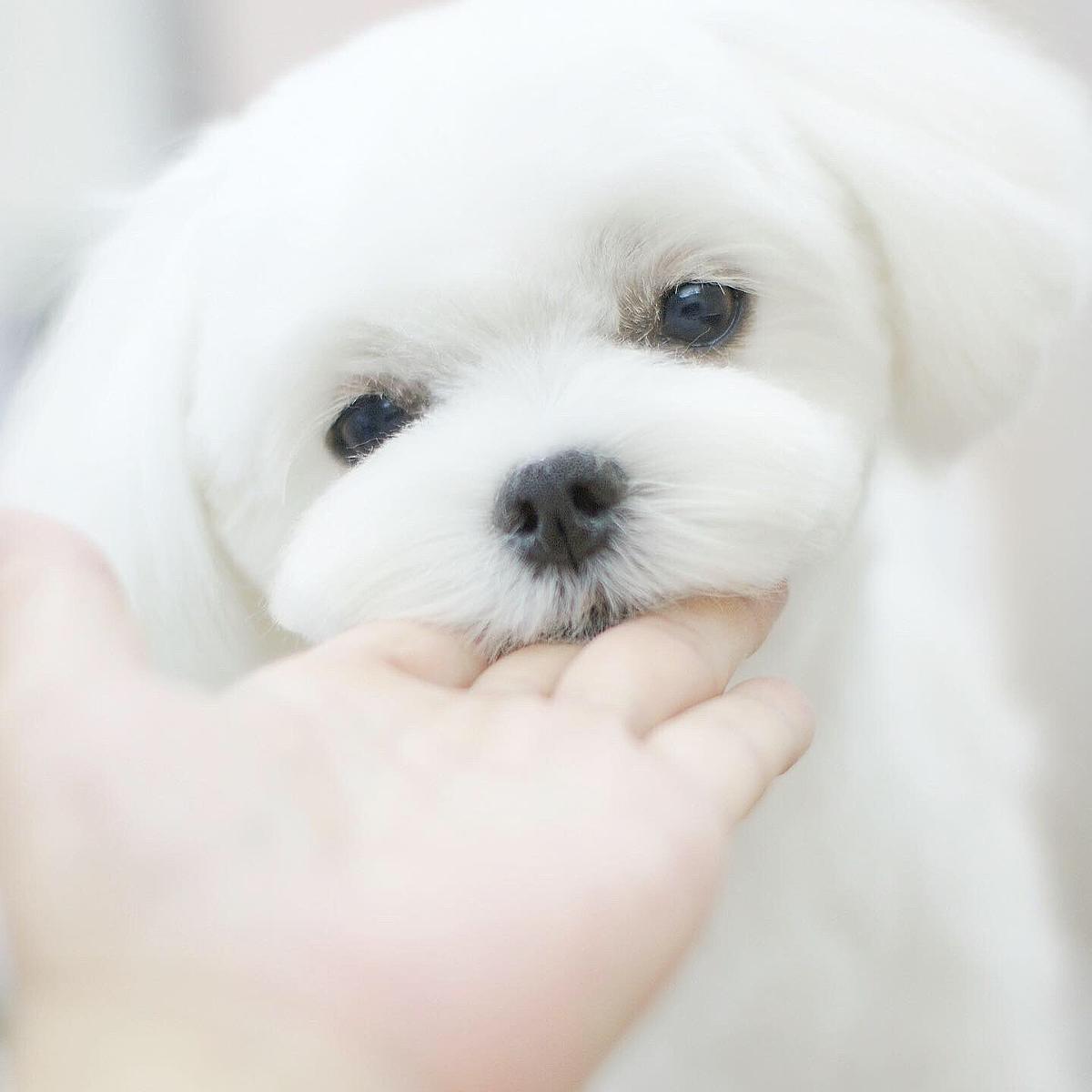ちまさんと暮らせば