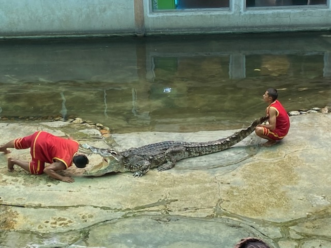 バンコクから近いワニ園！サムットプラカーン・クロコダイルファーム
