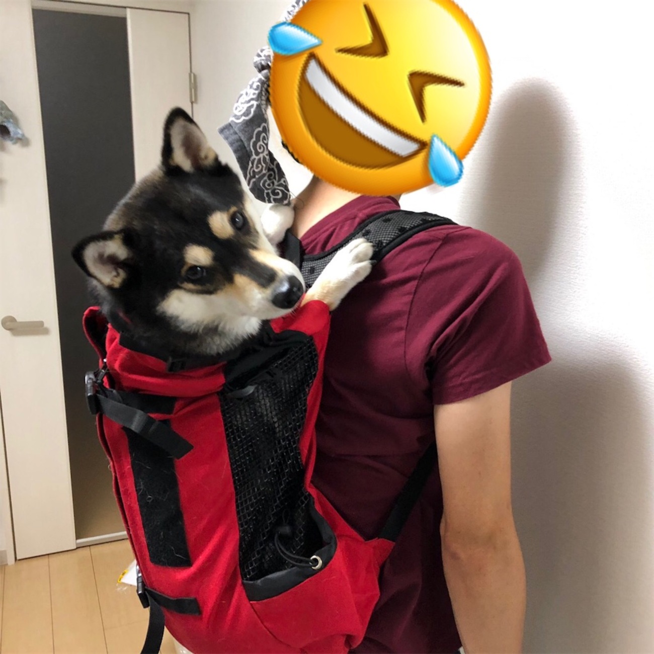 犬用リュック】K9スポーツサック購入！入れ方と練習方法！【K9 SPORT