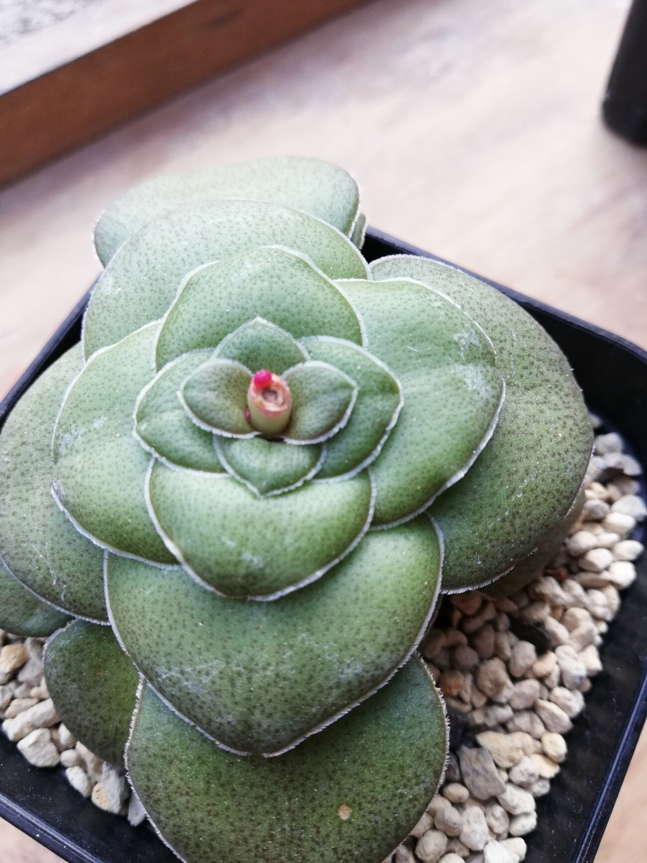 backend=imagemagick;version=1;