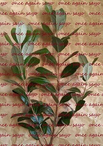 フェイジョアとは 動植物の人気 最新記事を集めました はてな フェイジョアとは 動植物の人気 最新記事を集めました はてな