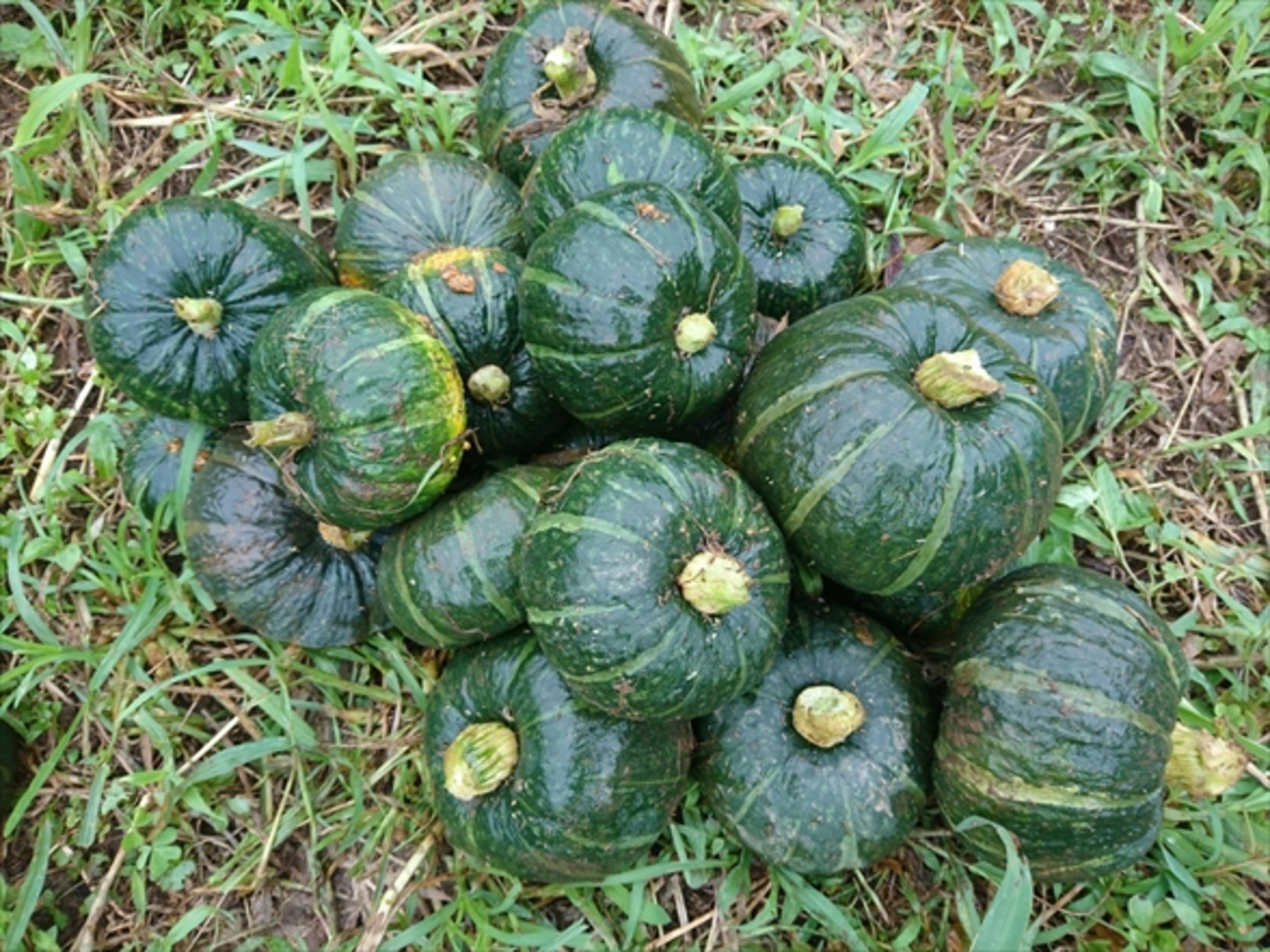 愛媛県産 無農薬栽培 坊ちゃんかぼちゃ 4玉 楽天市場】送料無料 坊ちゃん かぼちゃ 4玉入 とれたて 熊本