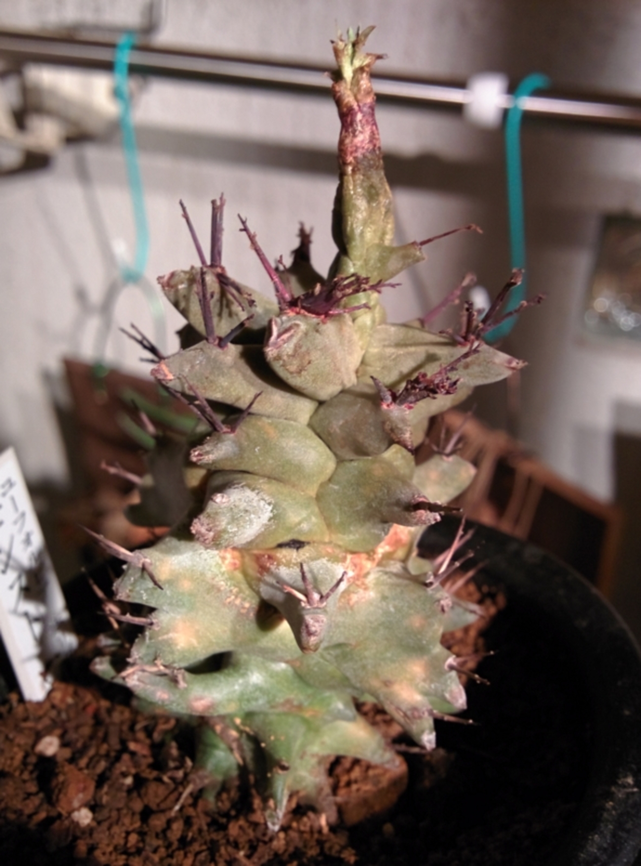 ユーフォルビア、秋雨前線に死す。 - YOSHIDA LAB's BLOG