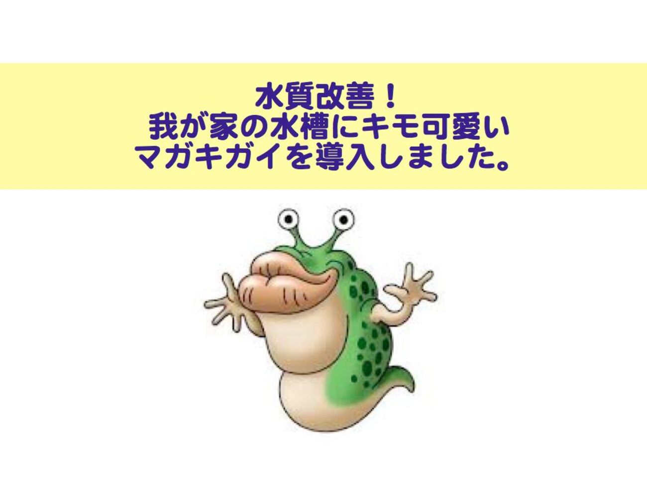 水質改善！我が家の水槽にキモかわいいマガキガイを導入しました 