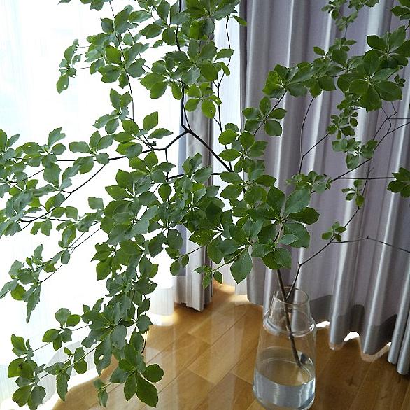 ドウダンツツジとは 動植物の人気 最新記事を集めました はてな