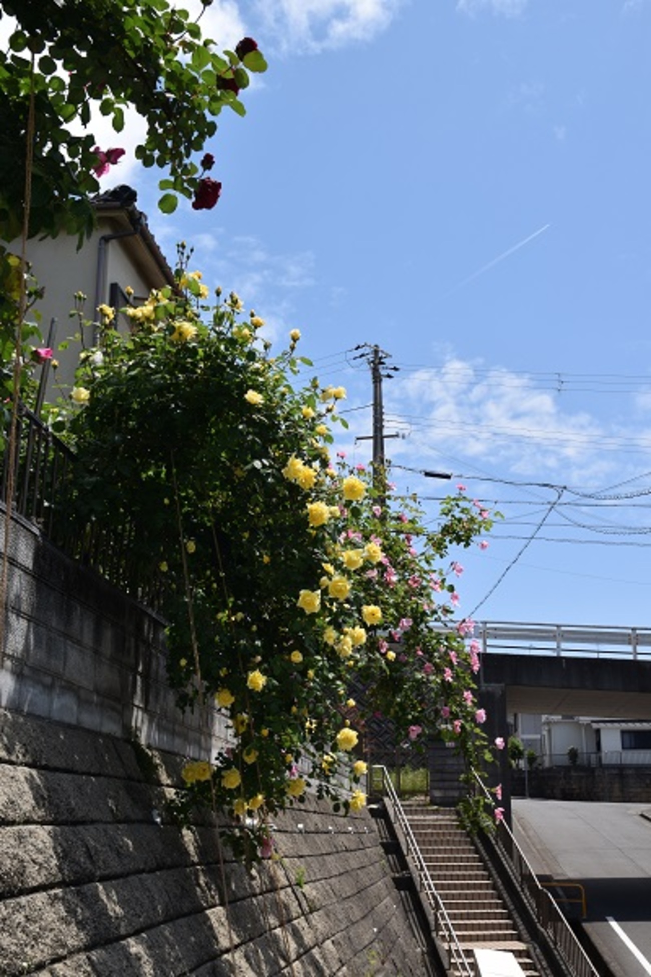 他の方発送×【薔薇】　肉質画 他の方発送×【薔薇】 肉質画