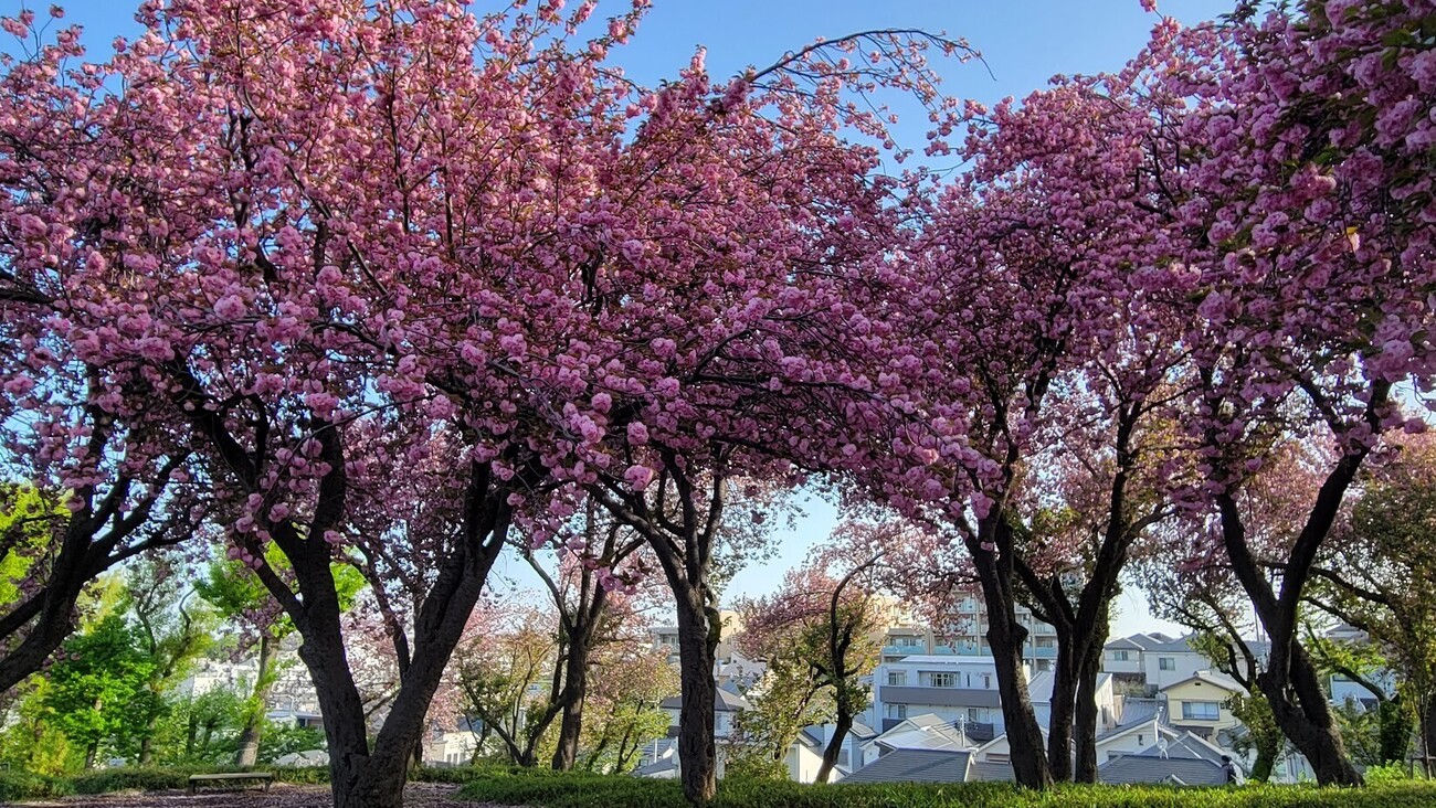 桜の見納めはカーボン山の八重桜【菊名桜山公園】 - ぶらりうぉーかー