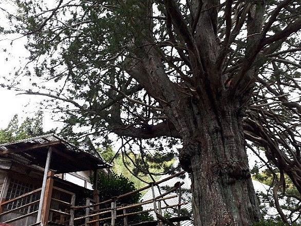 コウヤマキとは 動植物の人気 最新記事を集めました はてな コウヤマキとは 動植物の人気 最新記事を集めました はてな
