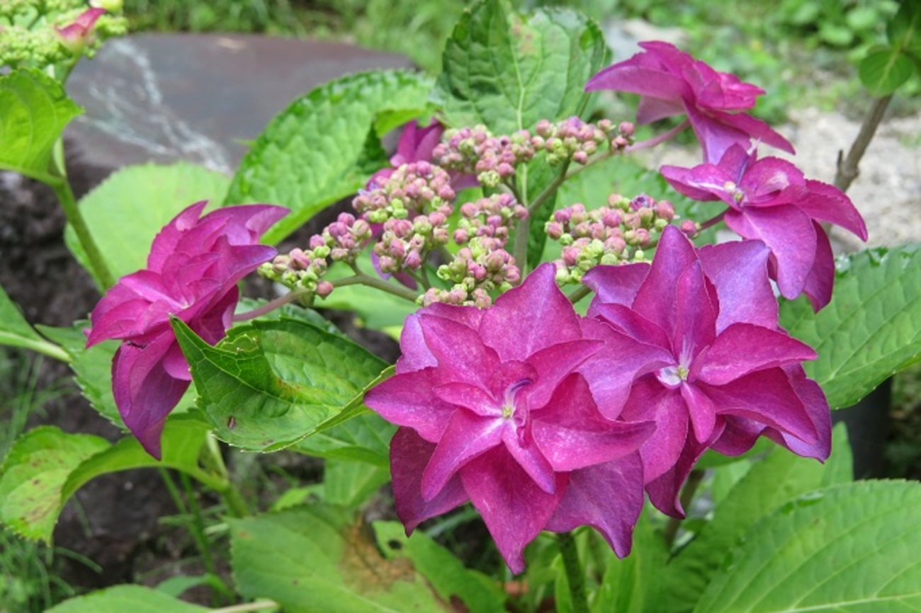 のこのこ。紫陽花リクエスト７点 公式】御殿場高原 時之栖 on X: 