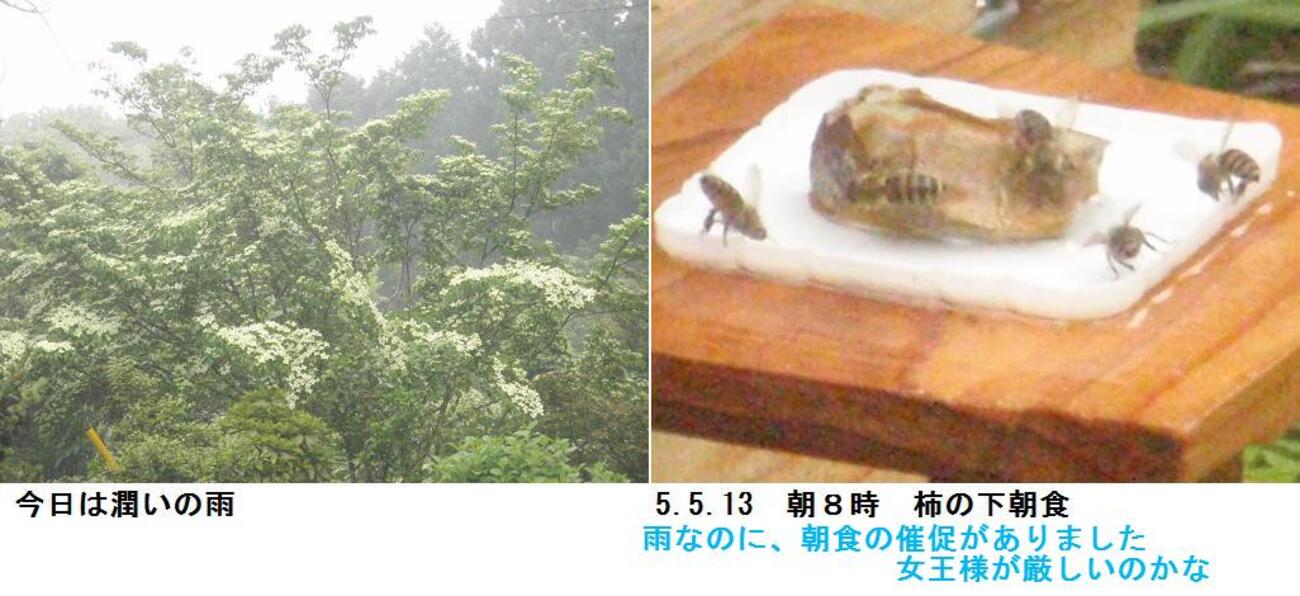 シャインマスカットの花摘みをしました - チューメイくんの田舎ぐらし