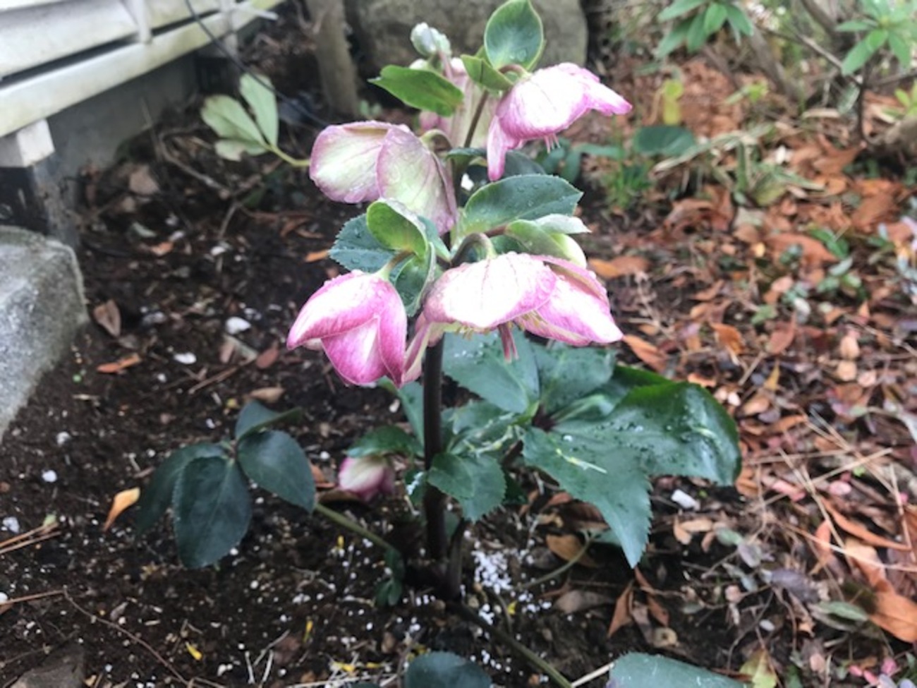 クリスマスローズ『氷の薔薇』：ピンクと白のコントラストが美しい 