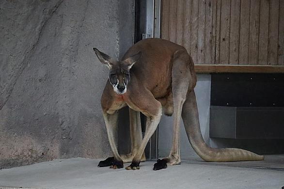 アカカンガルーとは 動植物の人気 最新記事を集めました はてな アカカンガルーとは 動植物の人気 最新記事を集めました はてな