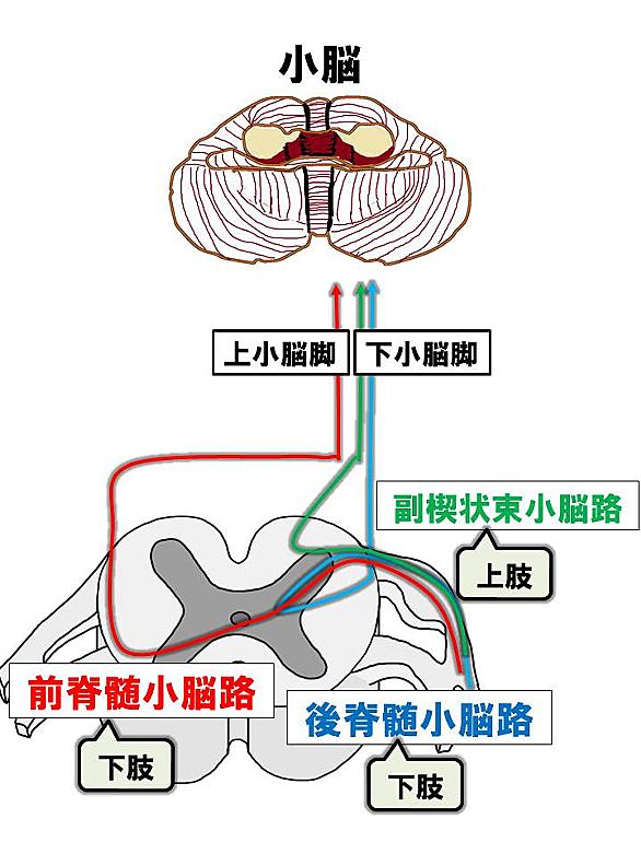 か 小脳 どれ の は 機能