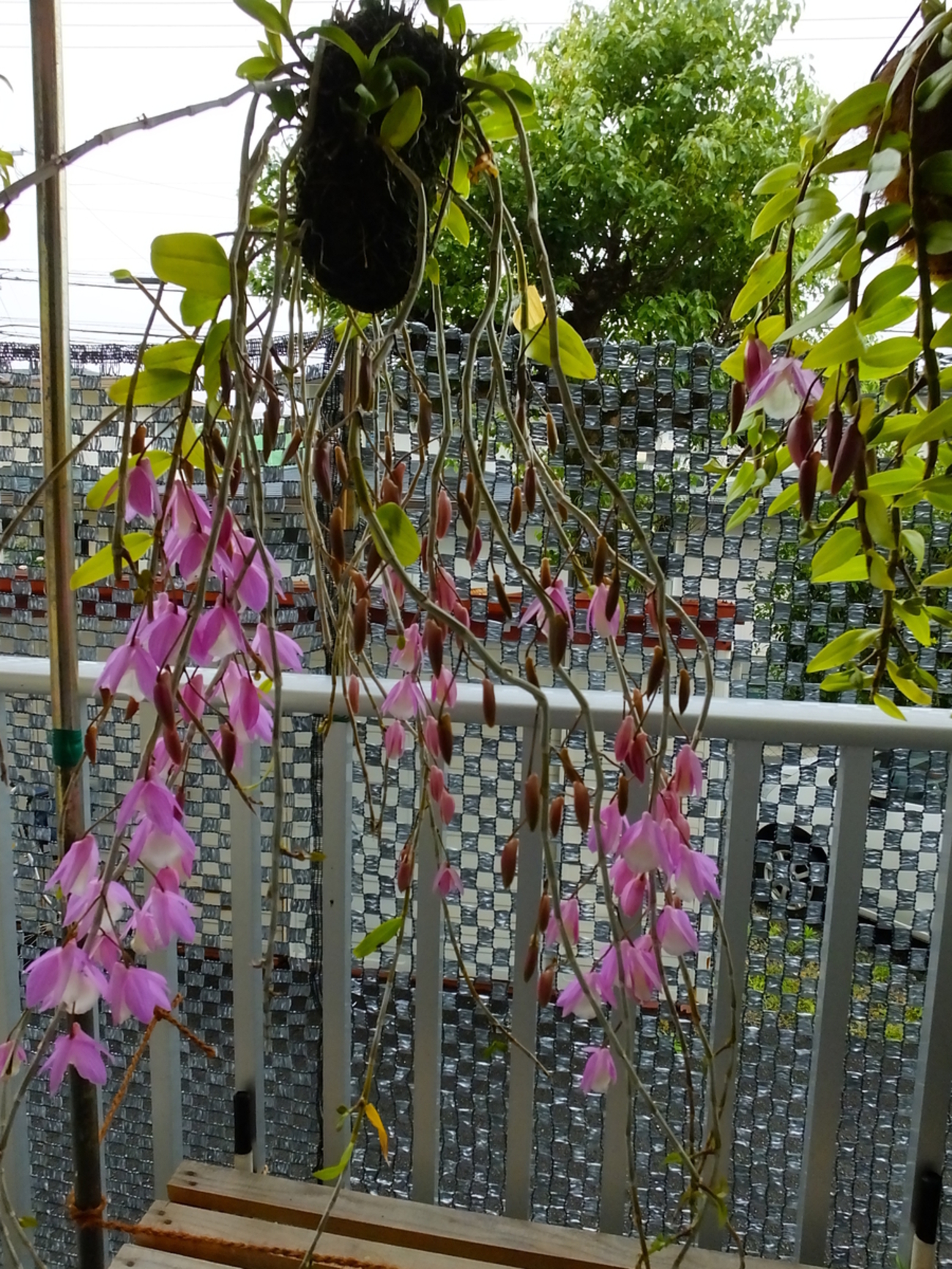 ピエラルディー backend=imagemagick;version=1;