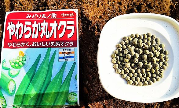 ホヤとは 動植物の人気 最新記事を集めました はてな