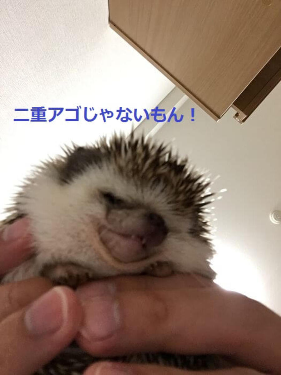 ハリネズミ寝袋② （ハリネズミ用寝袋 M（夏用） 綿オックス