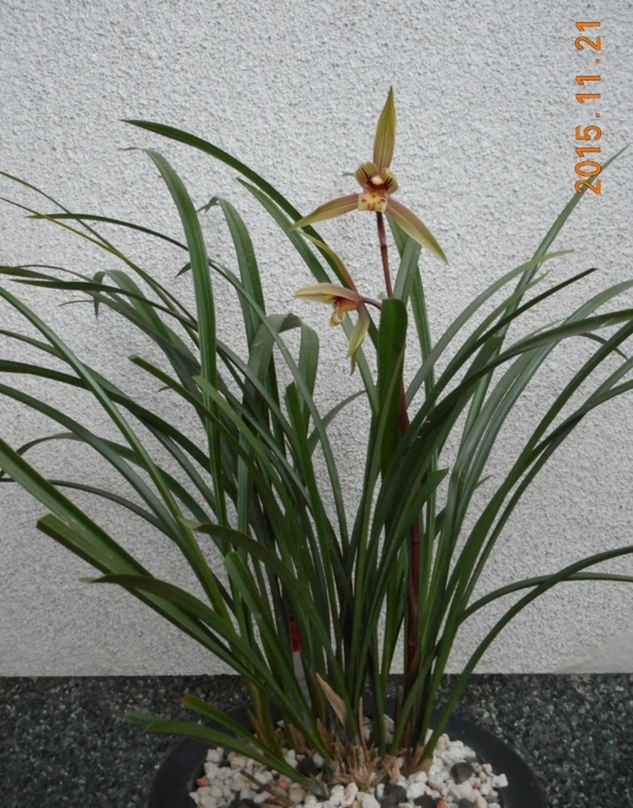 今日から「小雪」、春寒蘭が咲きました。 - 田の越しの三界坊 さんがいの記
