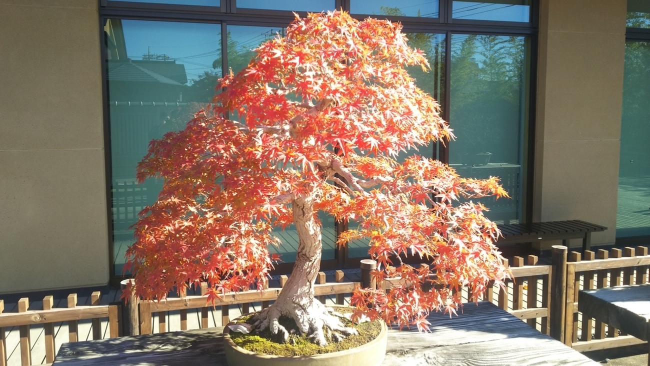 さいたま市北区】大宮盆栽美術館のモミジ【紅葉狩り】 - 袴ブーツで古