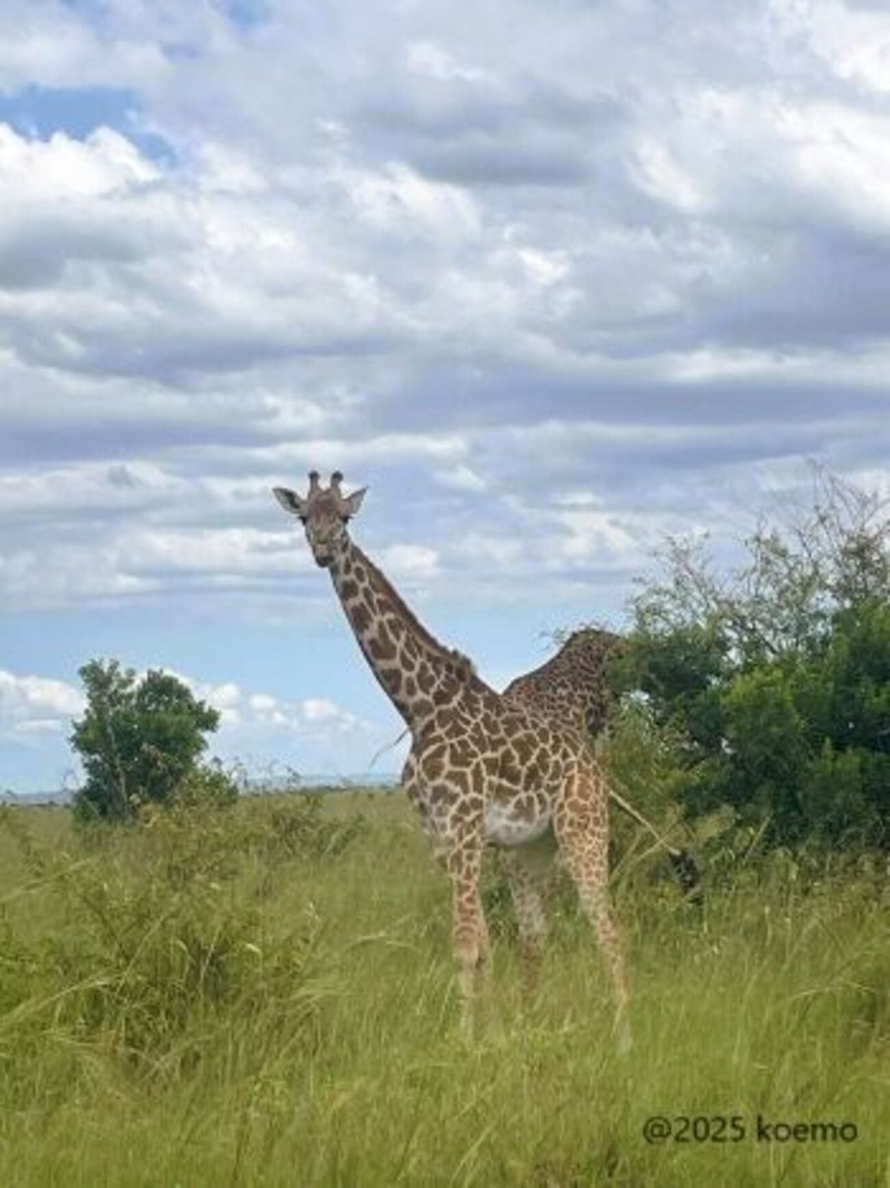 ケニア最大の動物王国！マサイマラ国立保護区。ケニア・サファリツアー 