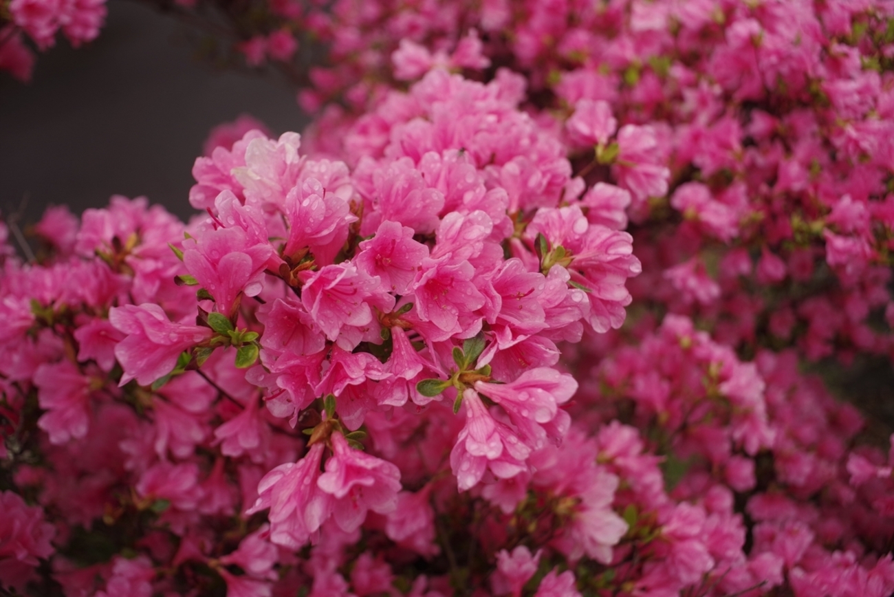 Makinon MK-II マキナ 奇抜デザイン 観音開き 赤ビロード #147 Makinon MK-II マキナ 奇抜デザイン 観音開き 赤ビロード #147