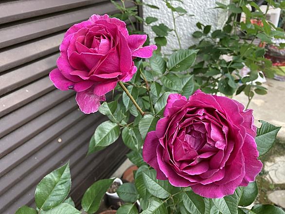 フロリバンダとは 動植物の人気 最新記事を集めました はてな フロリバンダとは 動植物の人気 最新記事を集めました はてな
