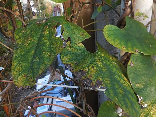ウマノスズクサとは 動植物の人気 最新記事を集めました はてな ウマノスズクサとは 動植物の人気 最新記事を集めました はてな