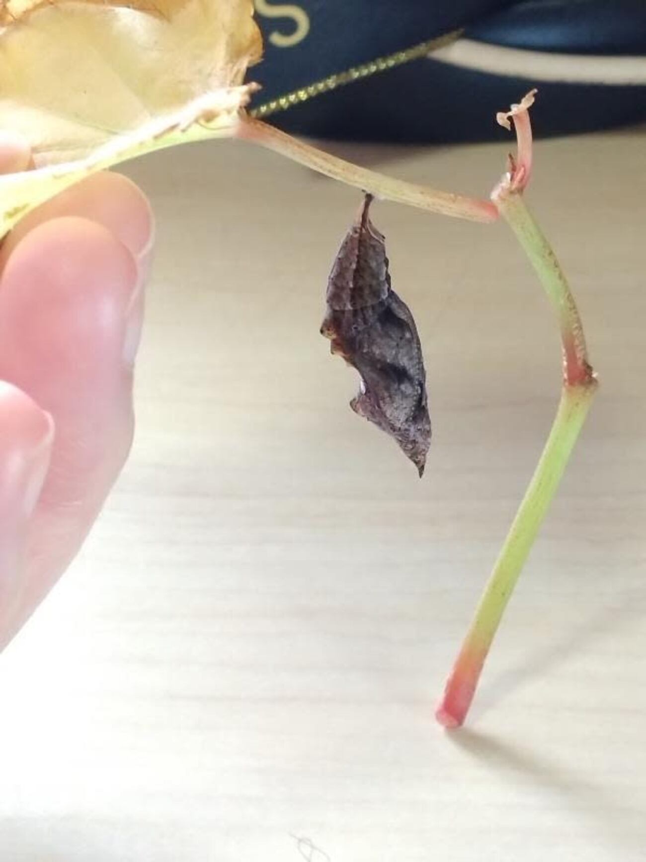 ルリタテハの蛹【茎が外れた場合の対策】 - YUの昆虫観察