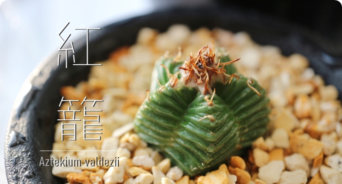 サボテン 紅籠・Aztekium valdezii - 植物日誌