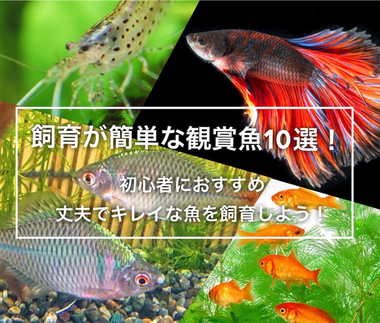 飼育が簡単な観賞魚10選！初心者におすすめ丈夫でキレイな魚を飼おう 