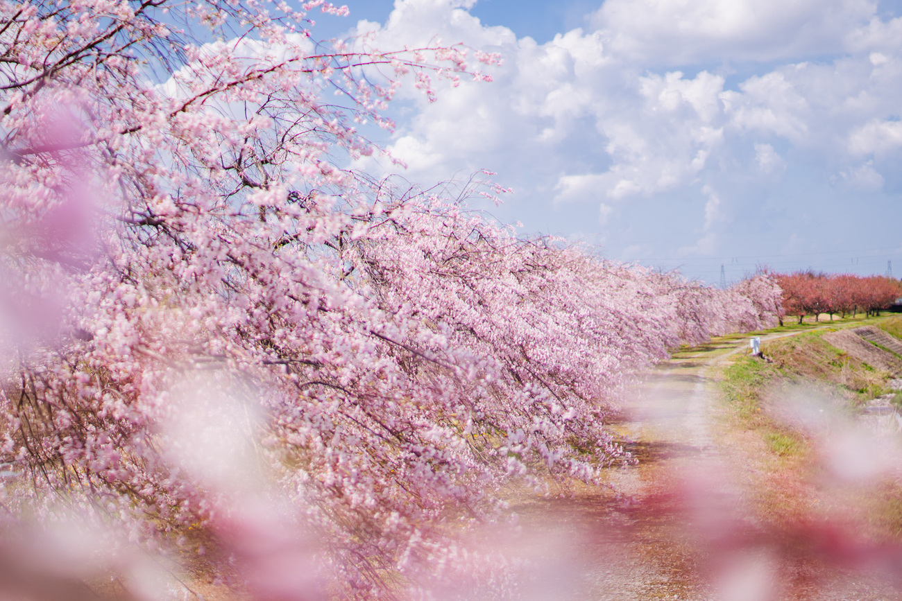 風になびく紅しだれ：立山町 - 光と風と薔薇と