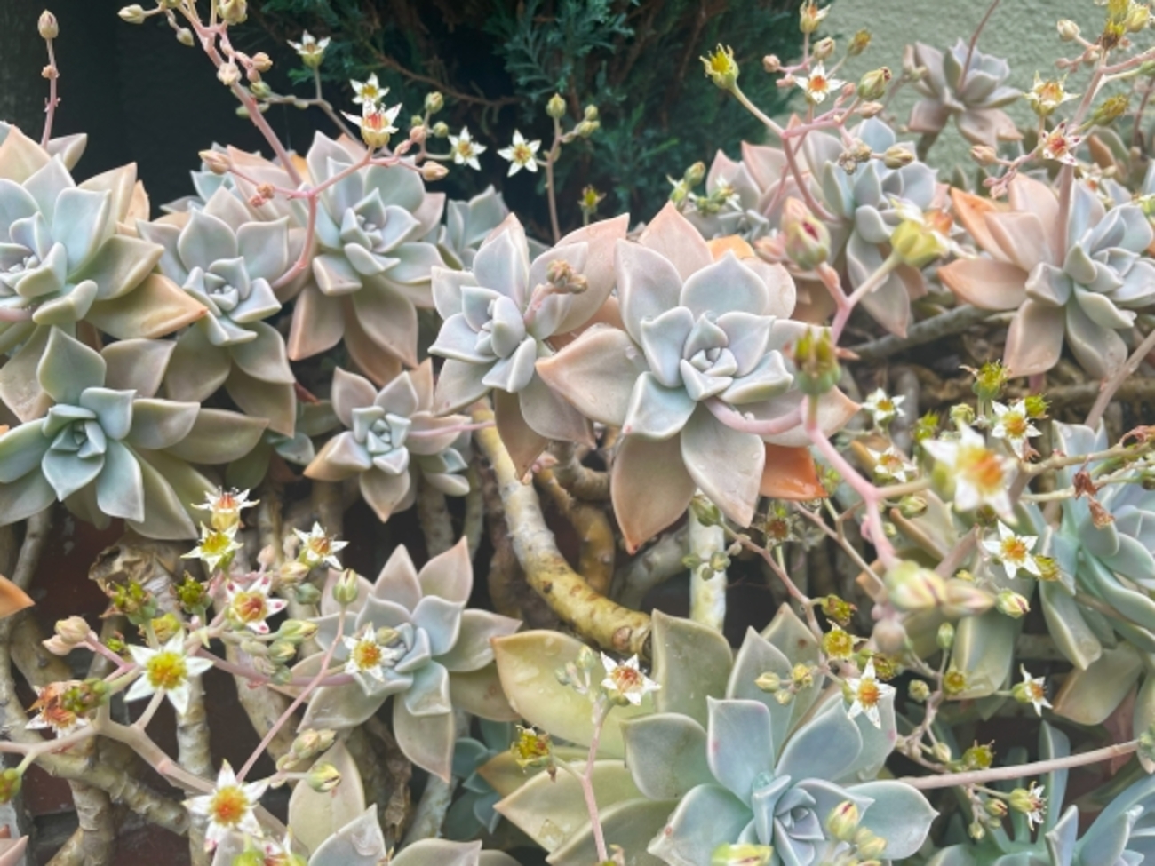 朧月】放置で爆増⁉最強多肉の育て方・増やし方｜地植え・鉢植えの