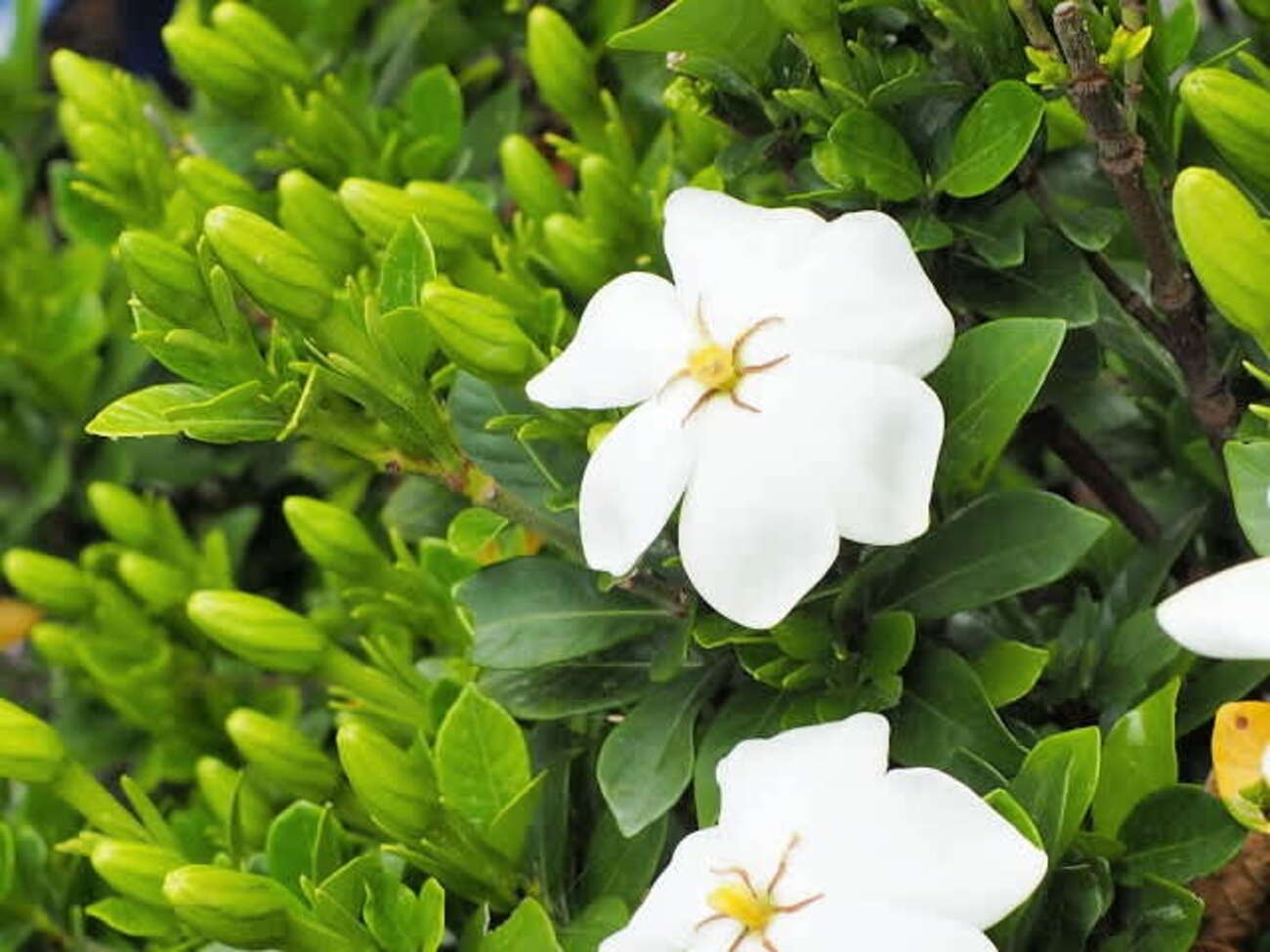 クチナシの花 - こころのままに