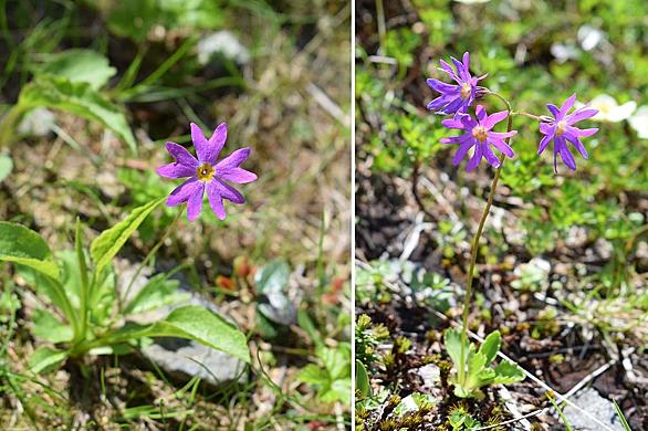 ツマトリソウとは 動植物の人気 最新記事を集めました はてな ツマトリソウとは 動植物の人気 最新記事を集めました はてな
