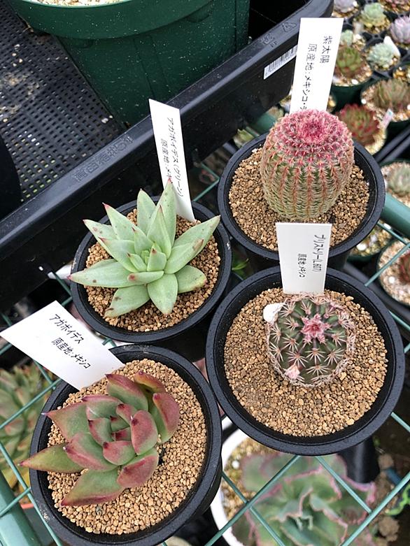 リトープスとは 動植物の人気 最新記事を集めました はてな リトープスとは 動植物の人気 最新記事を集めました はてな