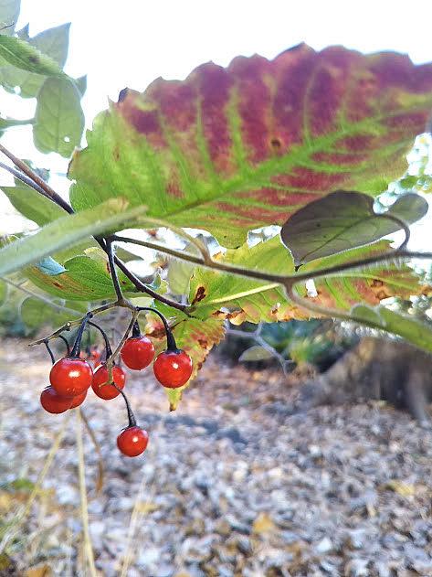 ヒヨドリジョウゴとは 動植物の人気 最新記事を集めました はてな