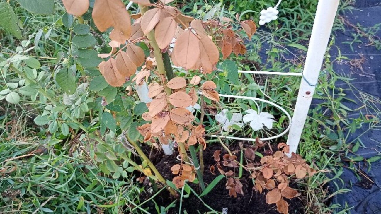 バラが枯れた - croche's vege-garden