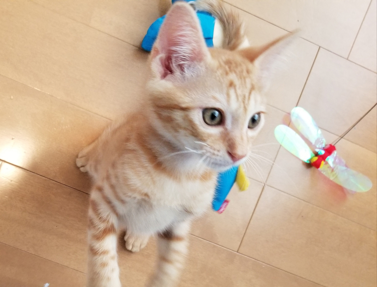 保護猫の脱走防止のためにそろえたグッズ ～のぼれんニャン～ - スーの
