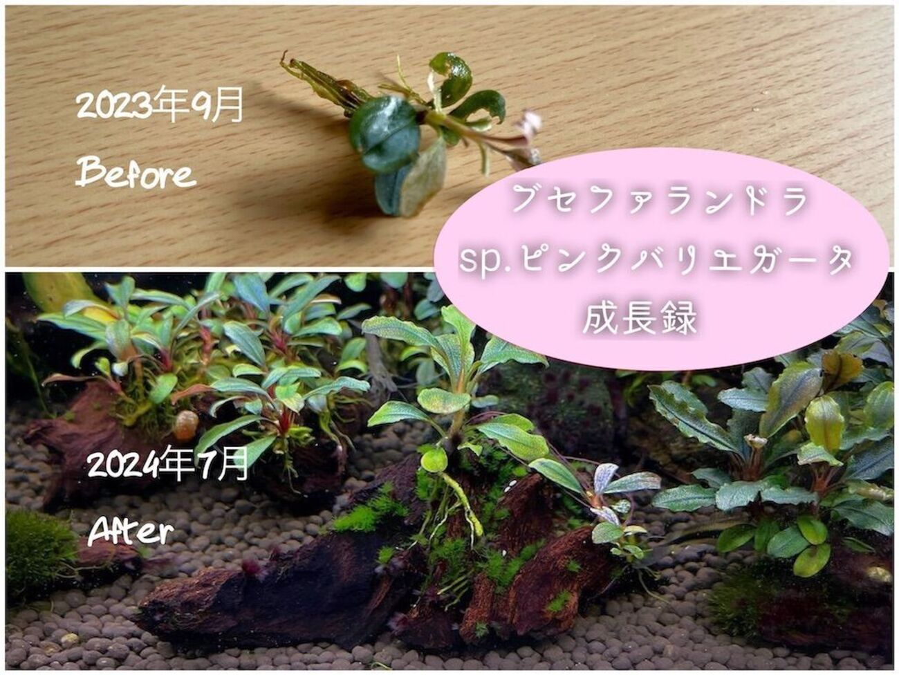 backend=imagemagick;version=1; 