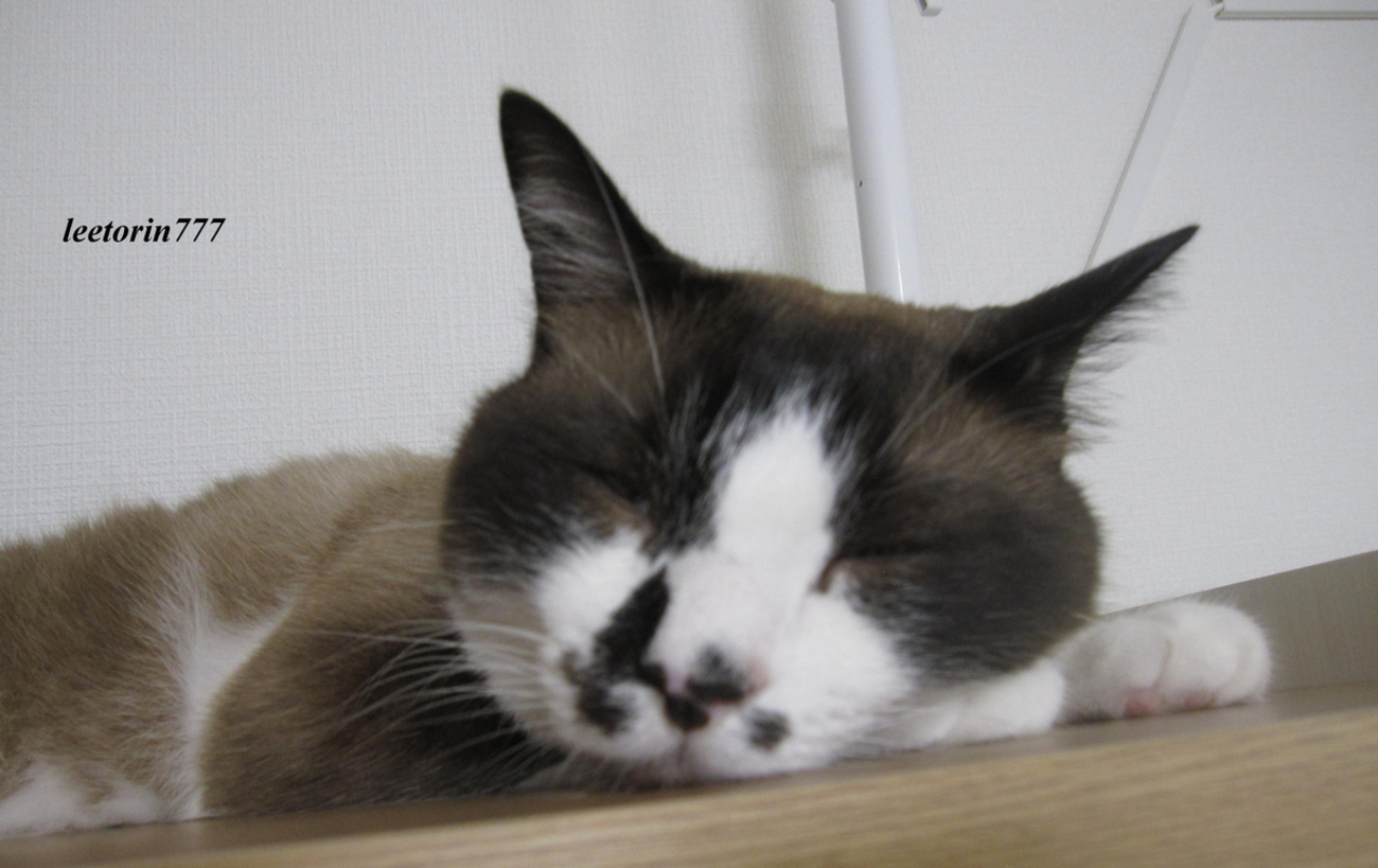 猫日記と主のつぶやき　マジか - リートリンの覚書