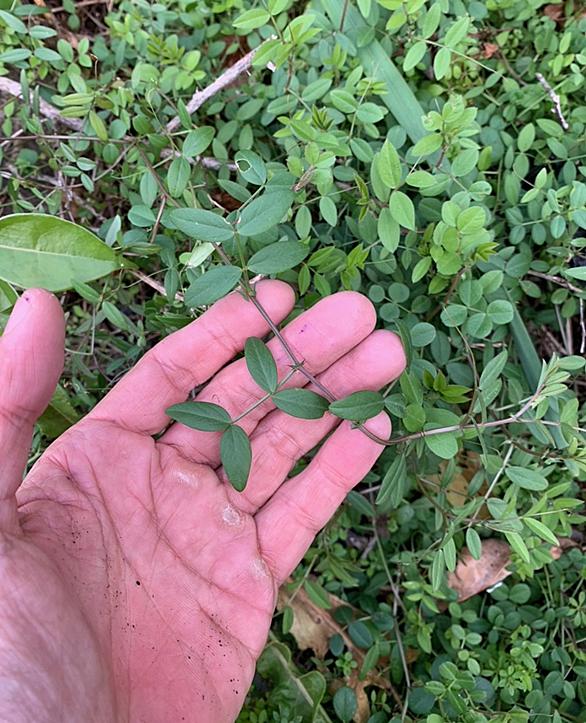 カラスノエンドウとは 動植物の人気 最新記事を集めました はてな