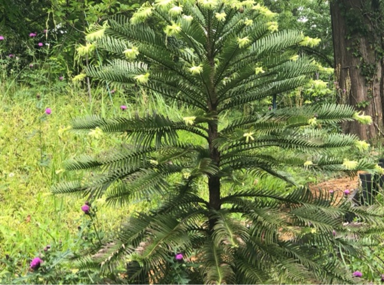 ジュラシックツリー/Wollemi Pine(ウォレマイ ・パイン 