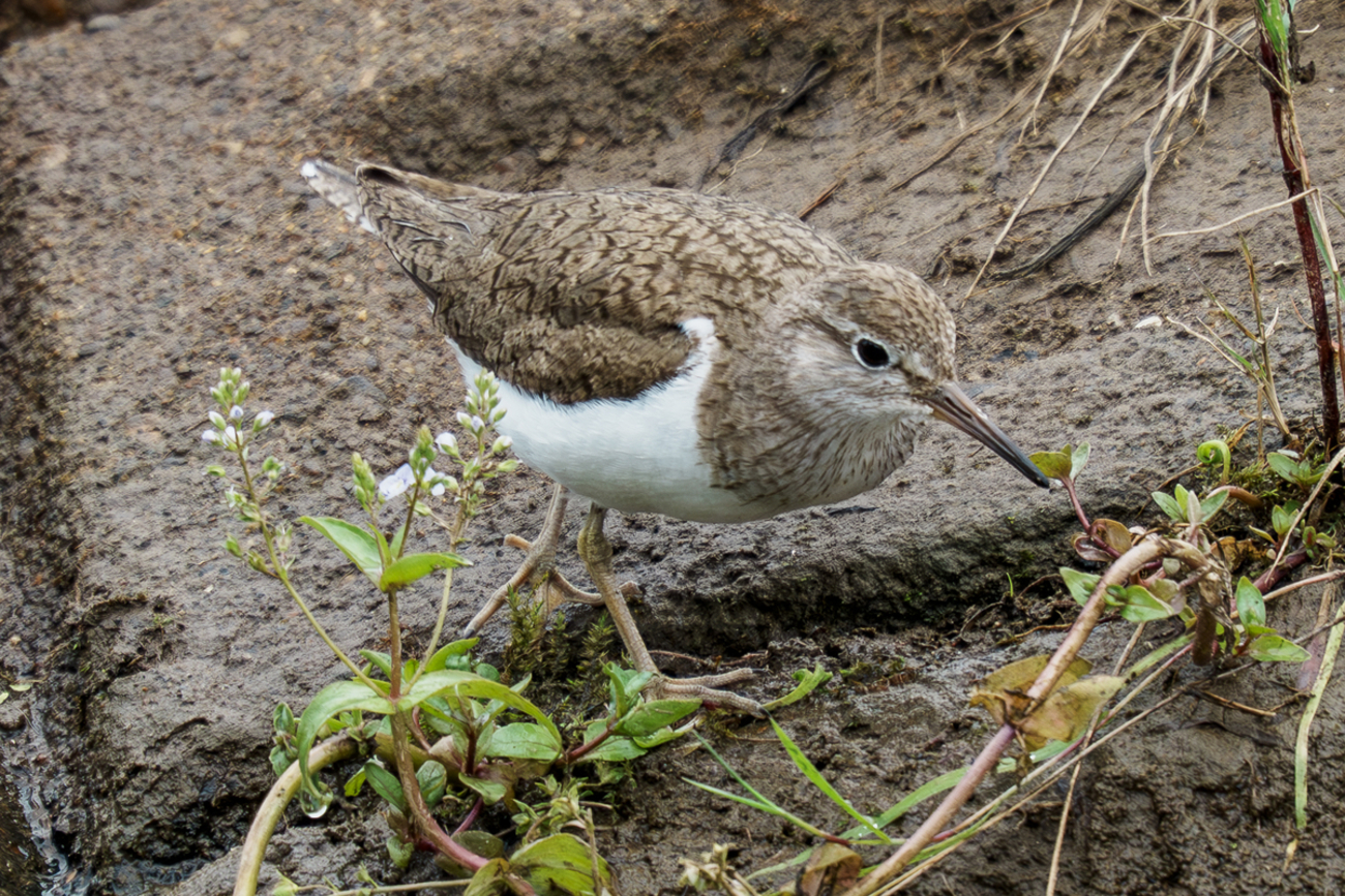イソシギ - 徒然なる野鳥のままに悠々散歩