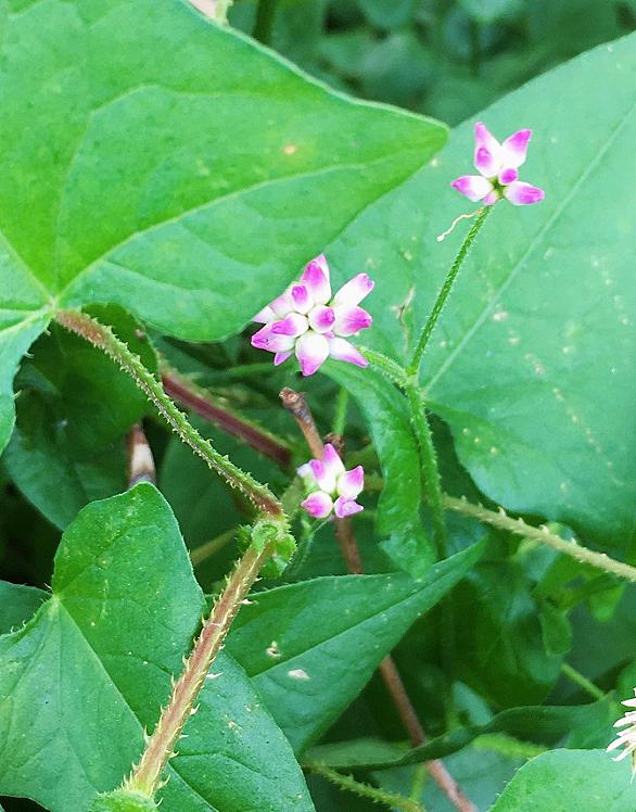 ママコノシリヌグイとは 動植物の人気 最新記事を集めました はてな