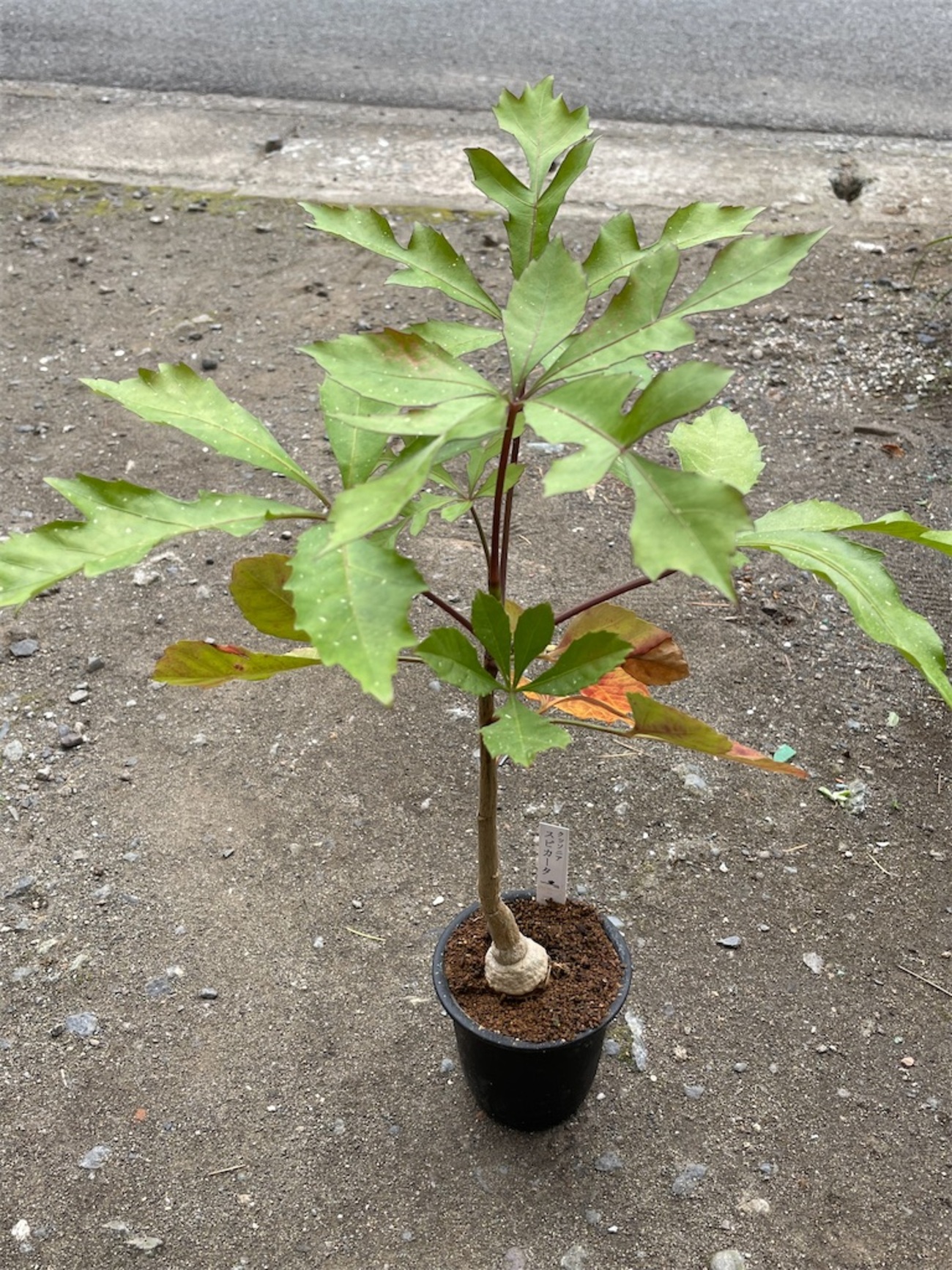 クッソニアスピカータの植替え - もらとりあむ